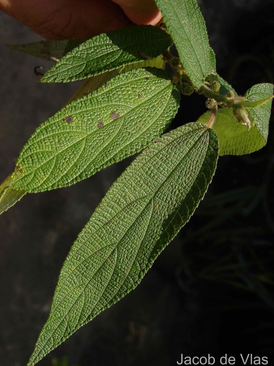 Debregeasia longifolia (Burm.f.) Wedd.